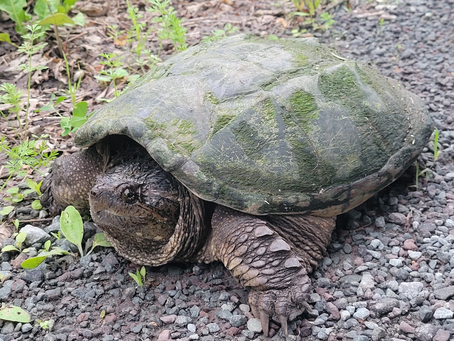 A snapping turtle I found this week reminds me of the need to stay the course...